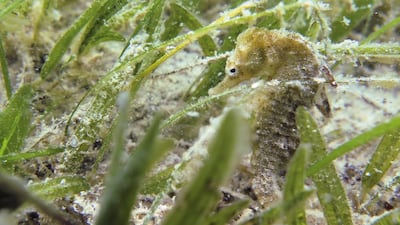 A seapony in stealth mode, hiding between seagrass blades.