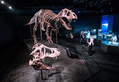 Stan the Tyrannosaurus rex at the Natural History Museum. Victor Besa / The National