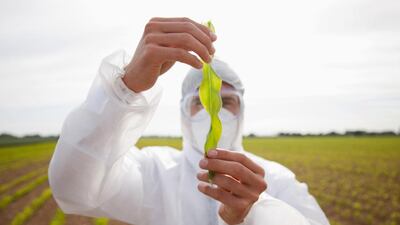 Scientist in protective gear examining plant in field