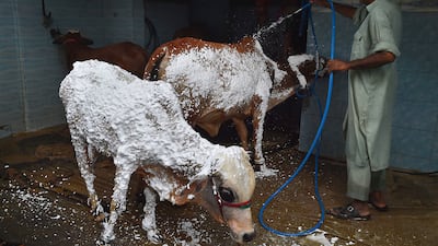A man washes a sacrificial cattle at a car wash in Karachi, southern Pakistan, before Eid Al Adha. EPA