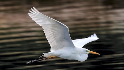 A heron searches for breakfast at the Eastern Mangrove area Abu Dhabi. Victor Besa / The National