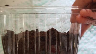 Step 2: Fill an empty container with soil. I discovered that empty supermarket date boxes are ideal.