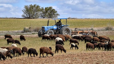 Tunisian farmers are bracing for a catastrophic cereal harvest as the country's reservoirs lie near empty and the authorities impose water restrictions to ensure that households have enough to drink. All photos: AFP