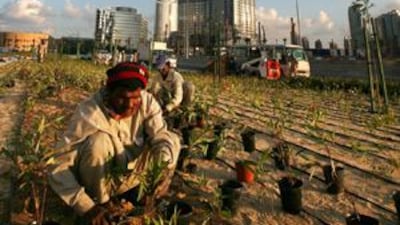 Workers at ground level place ornamental plants outside the Burj Dubai ahead of its official opening today.