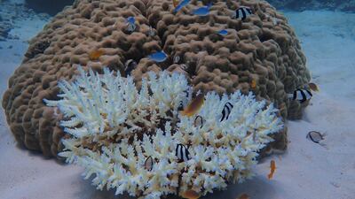 This undated handout photo from the ARC Centre of Excellence for Coral Reef Studies at James Cook University, shows coral bleaching on the Great Barrier Reef. AFP