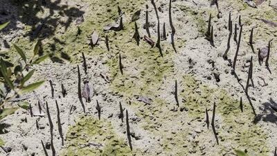 A view of the mangroves during a boat tour of the area.