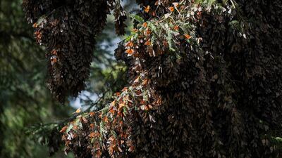 The population of monarch butterflies in North America has declined between 22 and 72 per cent over 10 years, depending on the measurement method. Reuters