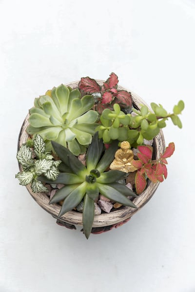 Buddha's Abode by Rome's Rooted Nature