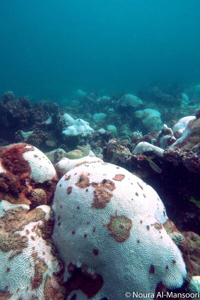 Bleached coral in the Arabian Gulf. Courtesy: Noura Al Mansoori