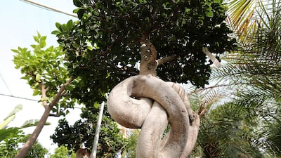 A 'ficus microcarpa' (curtain fig) on sale for Dh4,500.