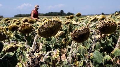 Italian farmer Mattia Marengo inspects his sunflower field damaged by the heat in the countryside in Bene Vagienna, near Cuneo, north-western Italy. AFP
