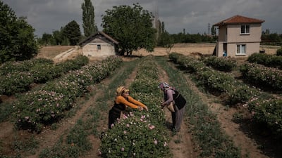 In the past two years coronavirus and extreme drought conditions in Turkey hurt the annual rose harvest with production down about 30 per cent. Getty Images