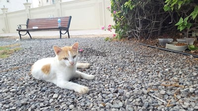 Ms Cathrine, who feeds the the Arabian Mau-Turkish Angora, called him a 'a beautiful loyal boy'. Courtesy: Jo Cathrine