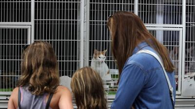 A family examines the cats for adoption at the Cloud 9 Pet Hotel & Care stand during the ADIHEX 2019 held at ADNEC in Abu Dhabi. Pawan Singh / The National