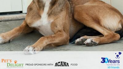 Fern was found and looked after by a kind family before she came to K9 Friends. She is very shy and anxious in new situations. She will be two years old in September and is looking for a patient, loving owner who she will with lots of affection. Courtesy K9 Friends Dubai