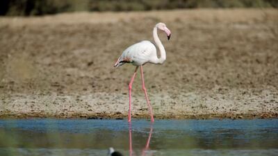 There will be more than 4,000 flamingos at the reserve until February. Christopher Pike / The National
