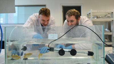 Undergraduates are helping with the project, supervised by Dr David Thomson, associate professor at the biology section. Courtesy UAE University