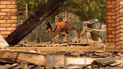 A cadaver dog searches for victims of the Camp Fire in Paradise. AP Photo