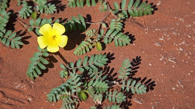 Devil's thorn (Tribulus terrestris) flowering. The plant has adapted to grow in dry climate locations in which few other plants can survive. Getty