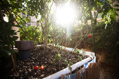 Busschau recommends planting more native vegetation and avoiding excessive watering to reduce insects. Lee Hoagland / The National
