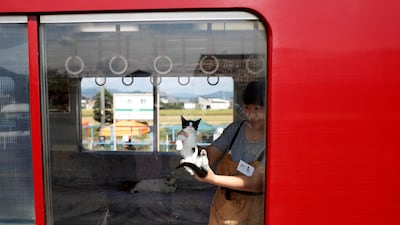 An organising staff member displays a cat from the window of a train cat cafe. Kim Kyung-Hoon / Reuters