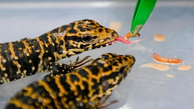 Vets feed two gold tegu lizards at the Metropolitan Area Wildlife Attention and Evaluation Centre in Barbosa, Antioquia Department, Colombia. AFP