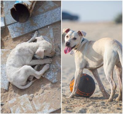 Letty was found with blunt trauma to the head but she is now in a happy home.