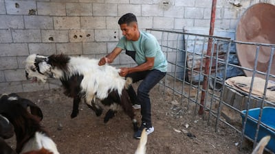 A displaced Palestinian tends at livestock in a tent sheltering animals ahead of the Eid Al Adha festival in Khan Younis, southern Gaza on May 26, 2026. AFP