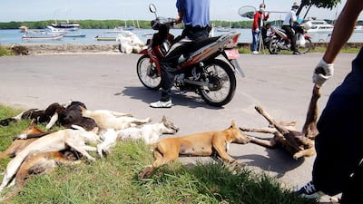 A 16-minute YouTube video of Bali's mass slaughter of stray dogs has prompted outrage from animal welfare groups. In this file photo taken on February 17, 2009, a health department official, right, removes the carcasses of stray dogs culled in a sweep against rabies on Serangan island off the southeast coast of Bali. Sonny Tumbelaka/AFP Photo