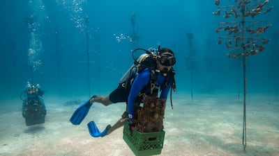 Coral bleaching is affecting large sections of Florida's famous reefs. The state has received funding from the UAE that has gone towards combating this climate change-related phenomenon