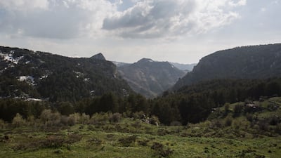 Some of Lebanon's cedars are more than 30 metres high and 2,000 years old