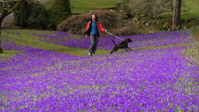 A woman walks her dog around of a carpet of crocuses on Thursday, at the National Trust's Wallington Hall near the village of Cambo in Northumberland. PA