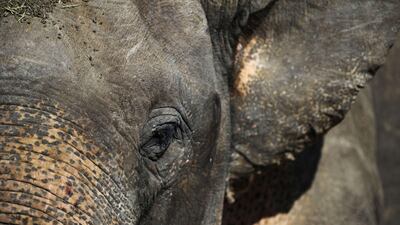 August 12, 2011: A lone Sri Lankan elephant is seen at a wildlife sanctuary in Minneriya. Sri Lanka began surveying its wild elephant population living in national parks as part of a conservation drive to protect the dwindling animals. AFP PHOTO/Ishara S.???