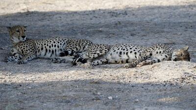 Cheetahs rest in the shade.