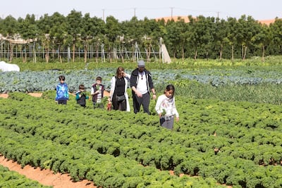 Visitors get a hands-on experience by harvesting veggies at Emirates Bio Farm. Leslie Pableo for The National