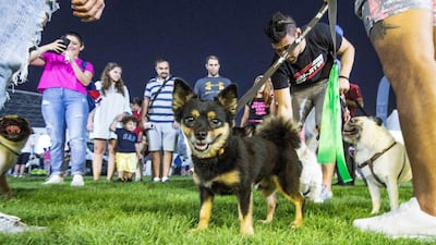 A curious dog mingles with other dogs.