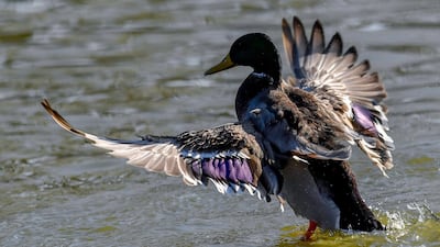 A mallard is seen in Lake Bekas in Debrecen, Hungary. EPA