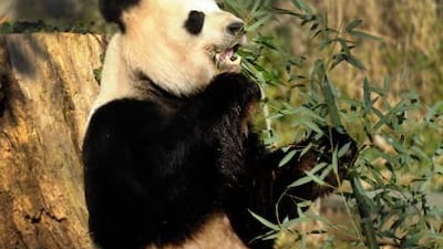 Tian Tian, the male giant panda in Washington, is to spend another five years on loan to the US from China.