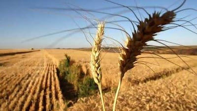 Saudi Agriculture & Livestock Co. and Al Dahra, the UAE's biggest agricultural company will develop land for food in the Black Sea region. Bloomberg