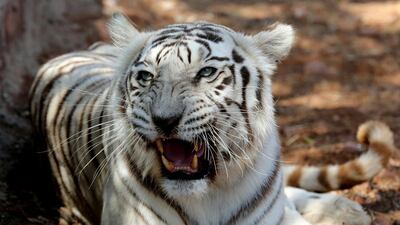 A white tiger in its enclosure at the Van Vihar National Park in Bhopal, India. EPA