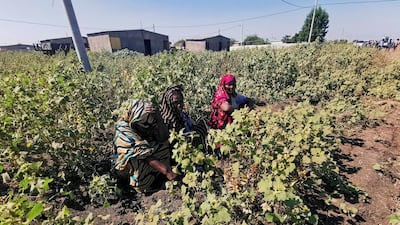Ethiopian women harvesting crops in the disputed border region of Al Fashqa, Sudan. Reuters