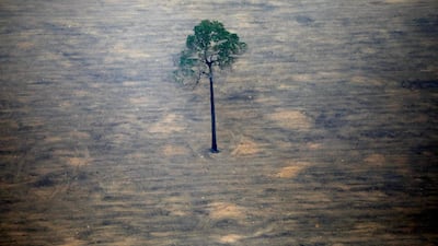 A deforested plot of the Amazon near Porto Velho, Rondonia State, Brazil. Reuters