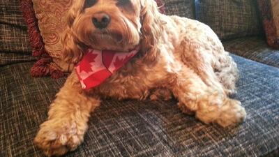 Provided photo of Bailey, a four-year-old Golden Doodle, whose owners think was poisoned at a campsite on Al Bahrani Island.