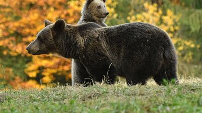 A bear is pictured next to her cubs at a bear observatory next to Tusnad touristic resort in central Romania. AFP