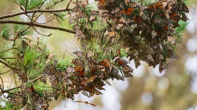 A cluster of monarch butterflies sit on a pine tree at Monarch Grove Sanctuary in Pacific Grove, California. AP