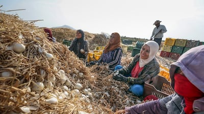 Farm workers harvest onions at a field in Mateur, northern Tunisia. EPA