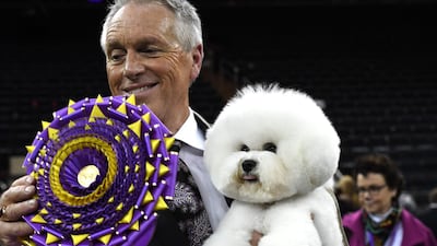 Flynn the Bichon Frise, with handler Bill McFadden, poses after winning 'Best in Show'. AFP