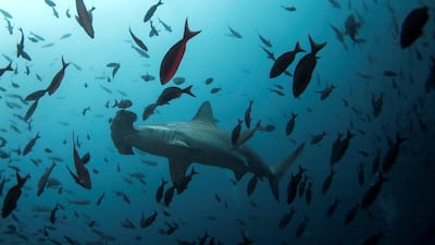 Hammerhead shark. Reuters