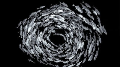 'Circle of Life' by Alex Mustard, from the UK. Highly commended in the Black and White category. In the clear water of the Red Sea, at the tip of Egypt’s Sinai Peninsula, a shoal of bigeye trevally circle 25 metres down at the edge of the reef. Courtesy Alex Mustard / Wildlife Photographer of the Year