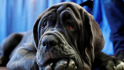 Romeo, the Neapolitan Mastiff, takes a break at the AKC Meet the Breeds event ahead of the 143rd Westminster Kennel Club Dog Show in New York, U.S., February 9, 2019. Photo: Reuters